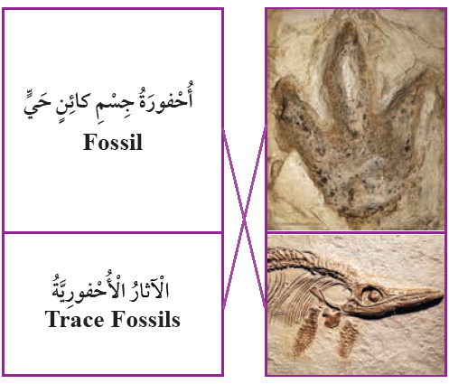 الأحافير الأحافير